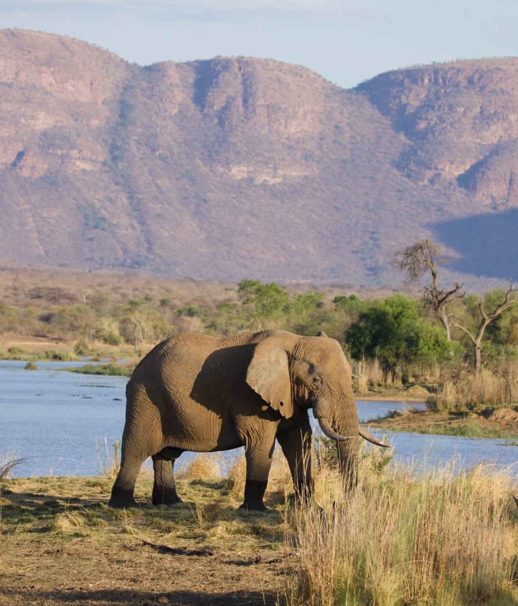 5 Honeymoon Destination for Animal Lovers